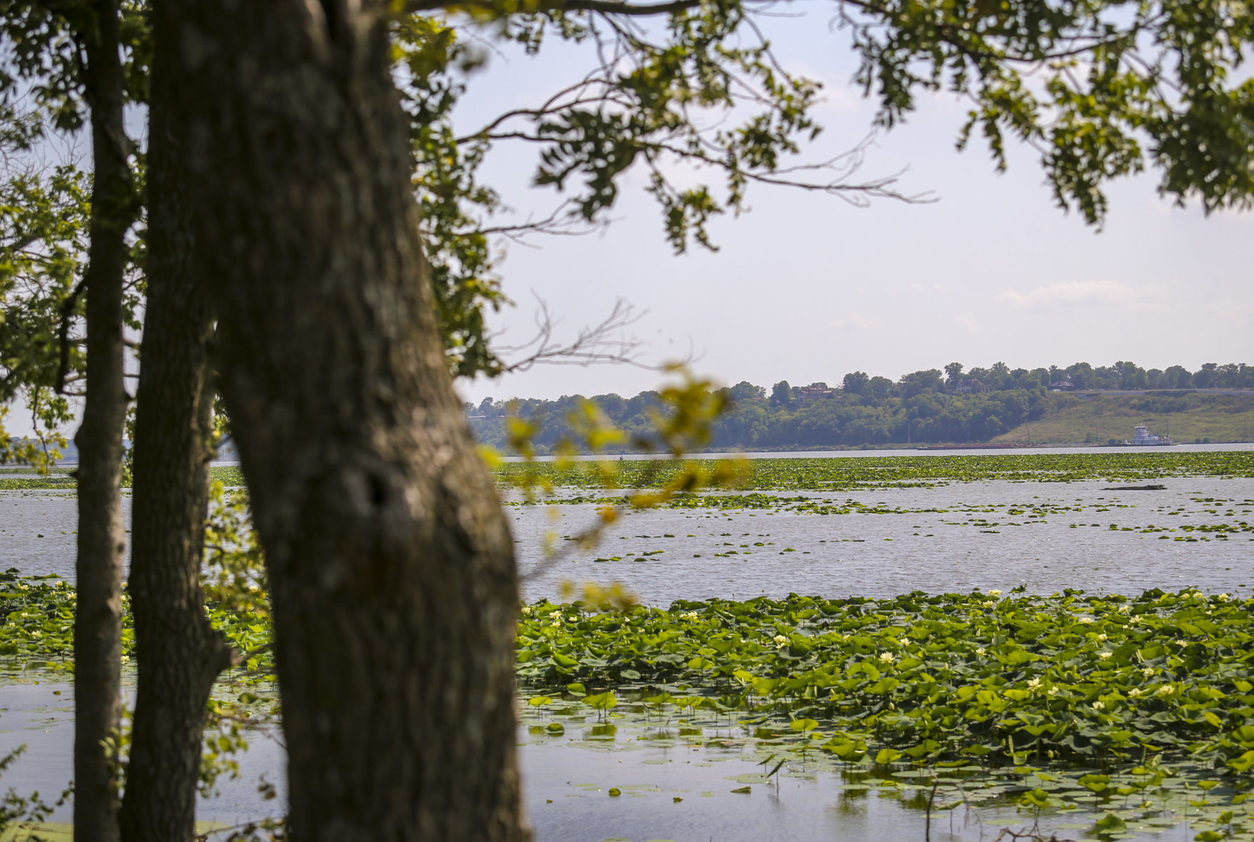THE GREAT RIVER-0960